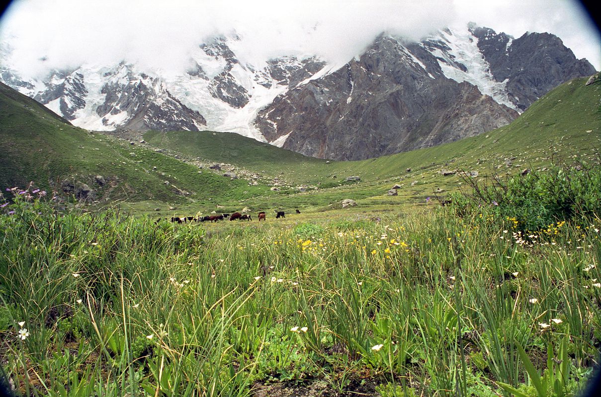14 Cows Graze At Nanga Parbat Base Camp Nanga Parbat North Rakhiot Base Camp (3967m) is set in a beautiful meadow filled with Himalayan flowers and cows quietly grazing.